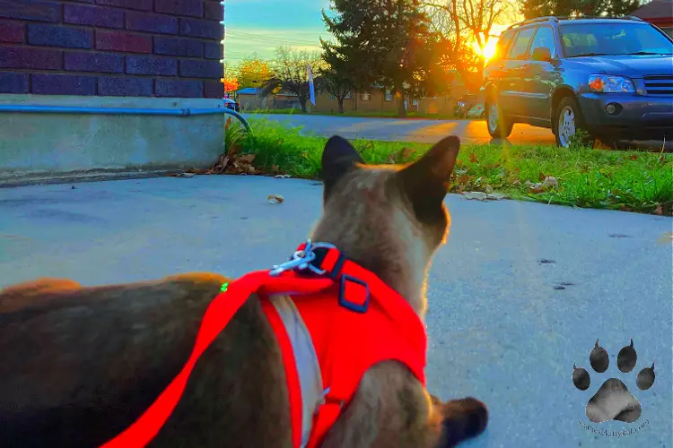 Photo of Robyn, seal point Siamese cat of Katerina Gasset, sitting outside the house with harness with the sunset visible in the middle of the trees...