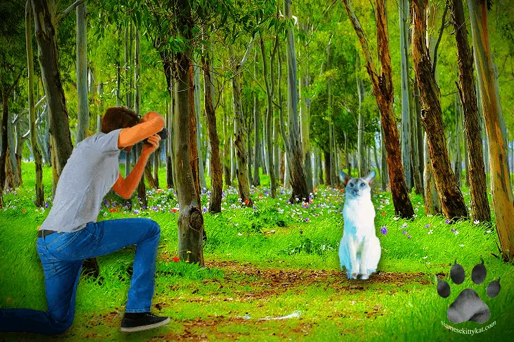 SIamese cat and his owner takiing pictures in the middle of a nature trip. Image created by Katerina Gasset, owner of the Siamese cat website...
