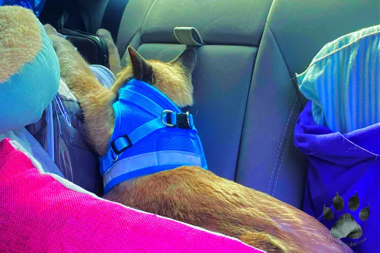 Photo of Robyn, seal point Siamese cat in a car seat with harness... Image by Katerina Gasset, owner of Robyn and Batman, seal point and blue point Siamese cats...