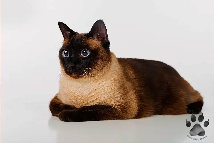 Photo of a chocolate point Siaese cat lying down. Photo by Katerina Gasset, experienced Siamese cat breeder and owner...