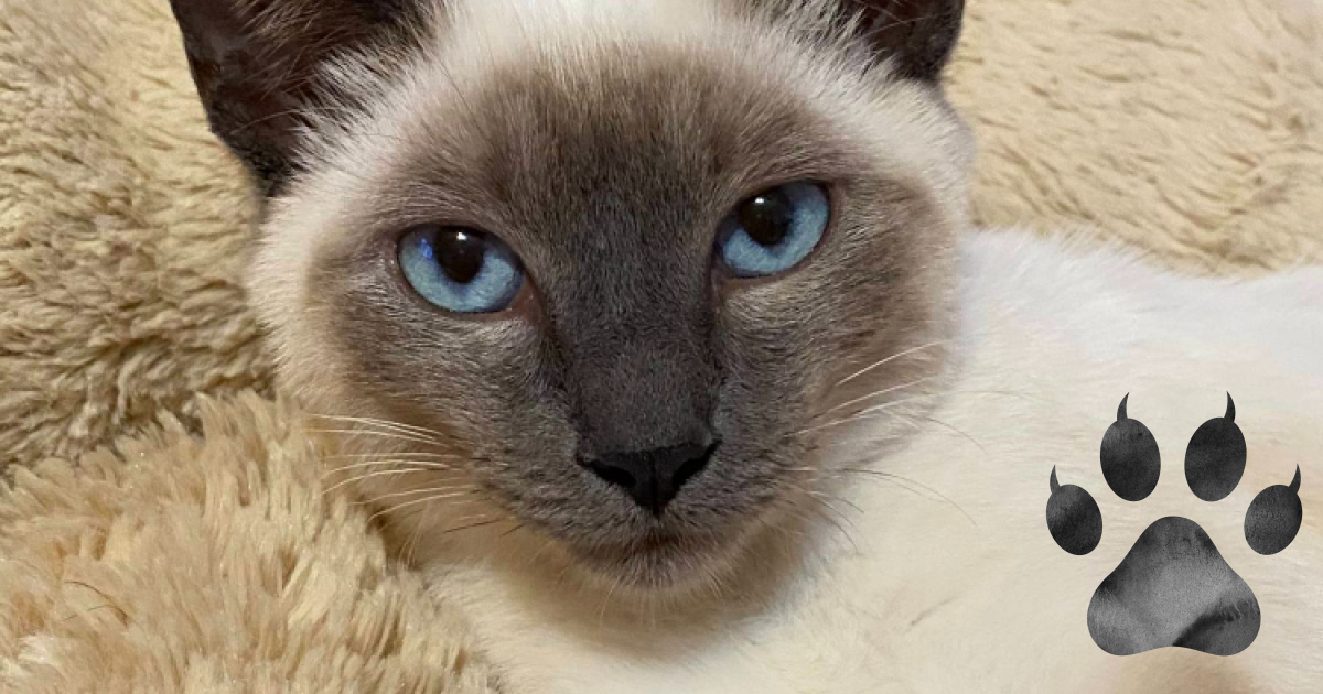 Siamese Cat In Minecraft Guide