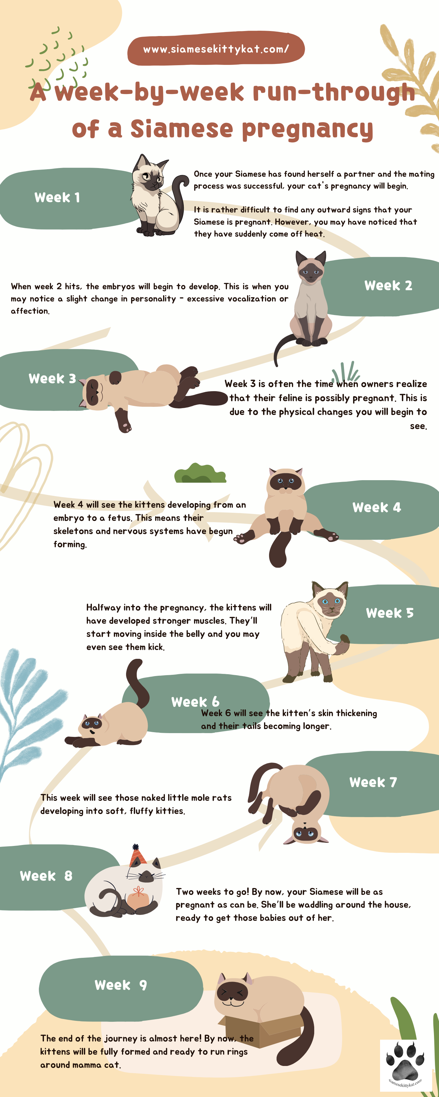 Infograph showing the week by week changes during a female Siamese cat's pregnancy... Image created by Katerina Gasset, owner and author of the SiameseKittyKat.com website...