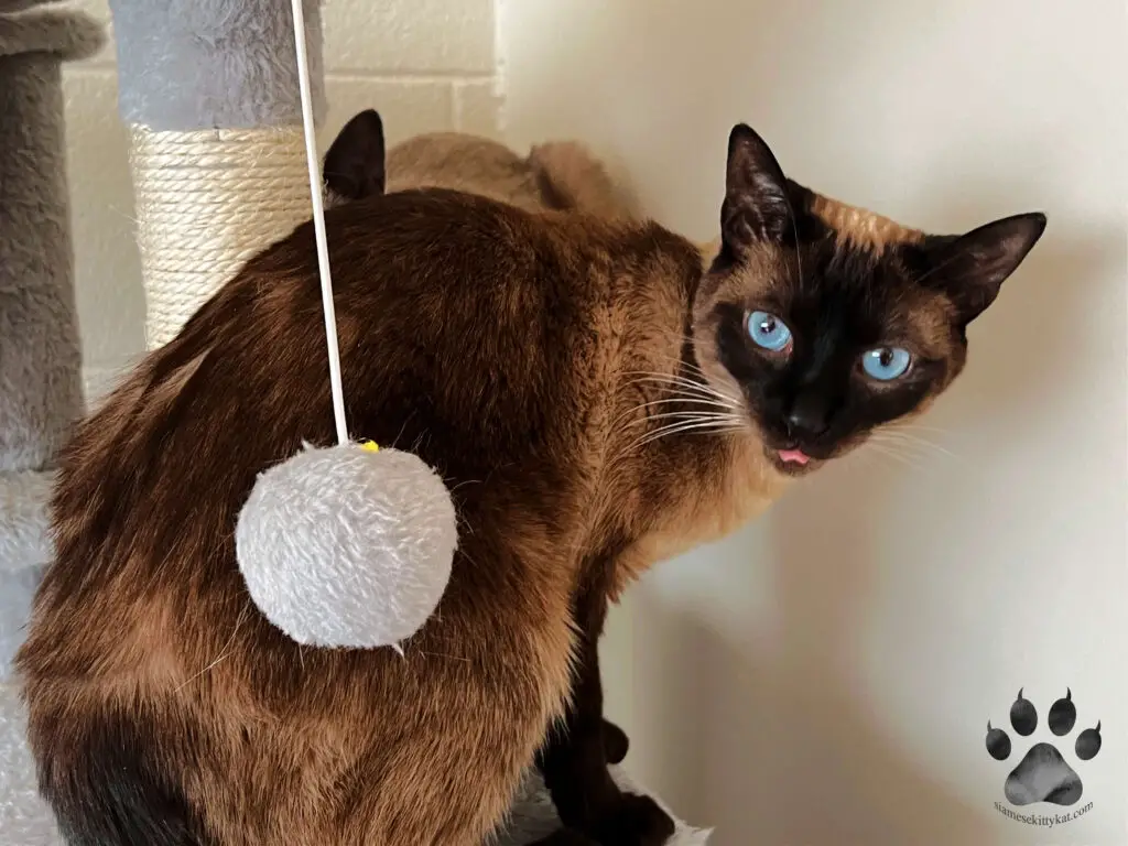 Robyn- chocolate point Siamese cat sitting beside a scratching post with her tongue out. Photo by Katerina Gasset, long-time Siamese cat owner and breeder...