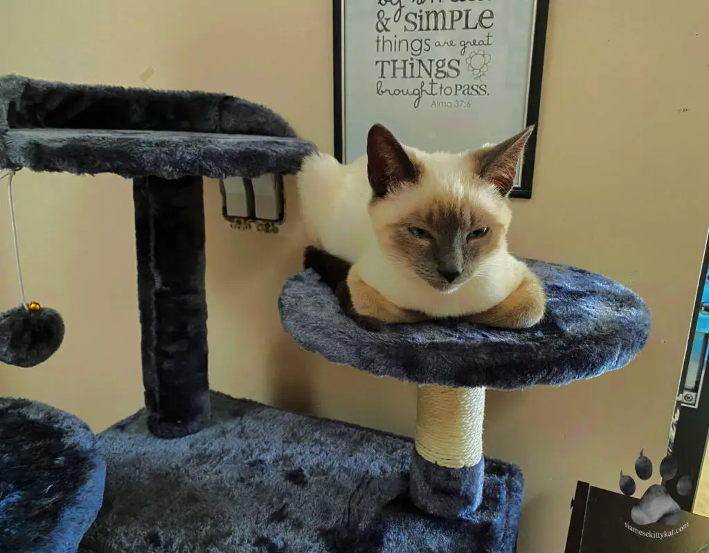 Robyn- chocolate point Siamese cat sitting on her favorite scratching post. Image captured by Katerina Gasset- former Siamese cat breeder and author of the Siamese cat website...