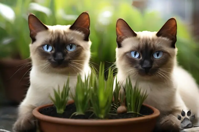 Photo of two Siamese cats with a pot of cat grass in front of them. Image generated by Katerina Gasset, expert Siamese cat breeder and author of the SiameseKittyKat.com website...