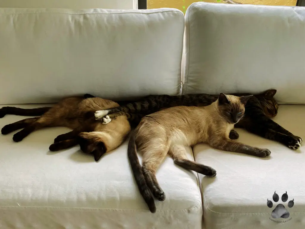 Photo of three cats including two Siamese cats lying on top the sofa...