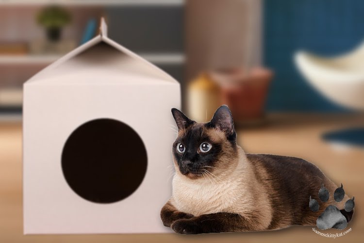 Photo of Robyn, chocolate point Siamese cat of Katerina Gasset, sitting beside a makeshift cat house...