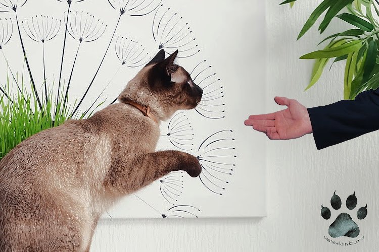 Photo of a Siamese cat being taught how to do handshakes. Image created by Katerina Gasset, owner of two Siamese cats and author of the SiameseKittyKat.com website...