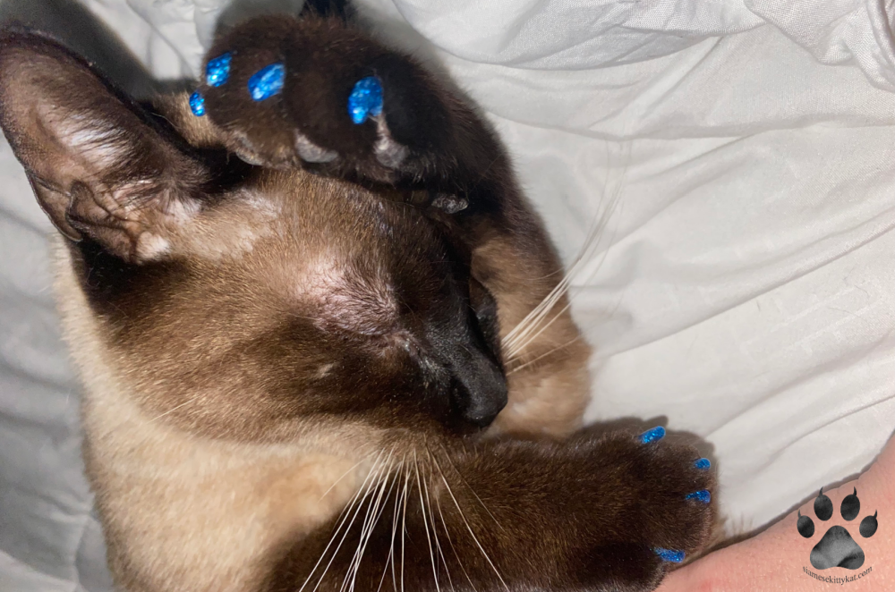 Robyn - female Siamese cat comfortably resting on a white blanket with blue nail caps on its claws. Nail caps provide a safe, painless alternative to declawing while protecting furniture from scratches. Image by Katerina Gasset, Siamese cat owner and author of siamesekittykat.com…