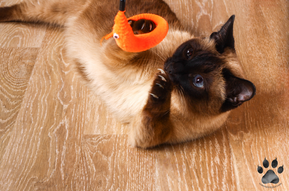 Siamese cat owned by Katerina Gasset, lying on a wooden floor, happily playing with an orange toy while using its natural claws. Scratching posts and engaging toys are excellent declawing alternatives to keep cats entertained and prevent unwanted scratching…