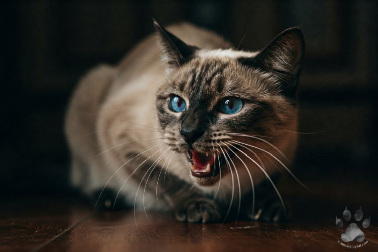 A Siamese cat baring its teeth with an aggressive expression, possibly showing early signs of rabies. Image featured on the Siamese Kitty Kat Website by Katerina Gasset, highlighting the importance of Siamese cat care and rabies awareness.