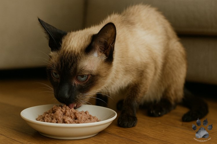 Siamese cat eating a bowl of wet food on a wooden floor – part of kidney care guidance by Katerina Gasset, owner of Siamese Kitty Kat website, focused on Siamese cat care and health.