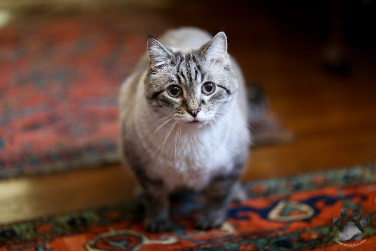 Fluffy Siamese Tabby Cat Mix standing on rug, showcasing typical markings; photo by Katerina Gasset of Siamese Kitty Kat.