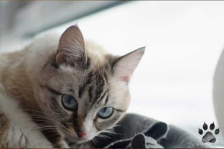 Blue-eyed Siamese Tabby Cat Mix relaxing indoors, captured for Siamese Cat Care by Katerina Gasset, owner of Siamese Kitty Kat.