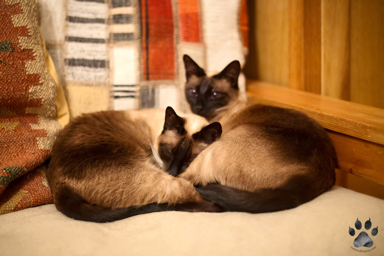 Two Siamese cats cuddled together on a cozy sofa, showing close companionship during heat cycle