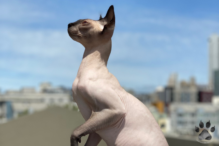 A proud Sphynx cat standing outdoors against a city skyline and blue sky background. The hairless feline’s wrinkled pinkish skin and upright ears are clearly visible, highlighting the unique features of the Sphynx breed. Perfect image for cat breed guides, pet blogs, or articles about hairless cat care and grooming.