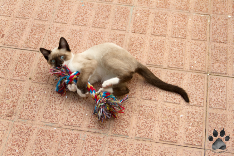 A playful Siamese kitten with blue eyes lying on a tiled floor, biting and holding a colorful rope toy. The cat’s cream fur with dark brown points contrasts vividly with the bright toy, showcasing typical Siamese breed features. Ideal image for pet care blogs, cat toy reviews, or articles about playful cat behavior.